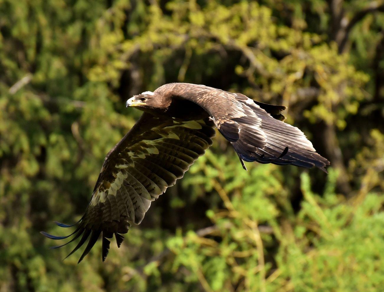 Eagle in the Schwarzenberg Alpine Wildlife Park